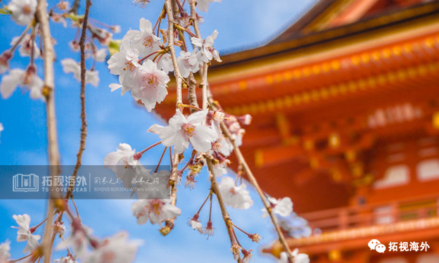 一年3122名中國人入籍日本,為什么都開始偷偷移民日本?